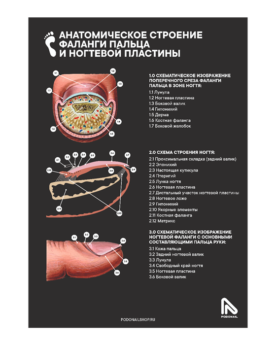 Плакат черный А1 " Строение пальца и ногтевой пластины" 161ef6e5-4868-11f1-0a80-1b53001c6715