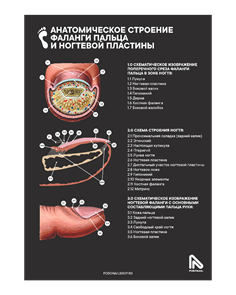 Плакат черный А1 " Строение пальца и ногтевой пластины" 161ef6e5-4868-11f1-0a80-1b53001c6715
